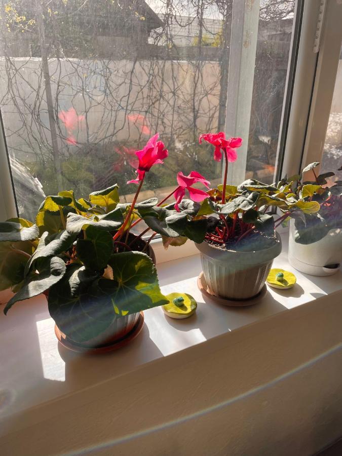 Gulnara Guest House バルイクチ エクステリア 写真
