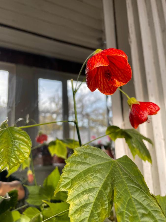 Gulnara Guest House バルイクチ エクステリア 写真